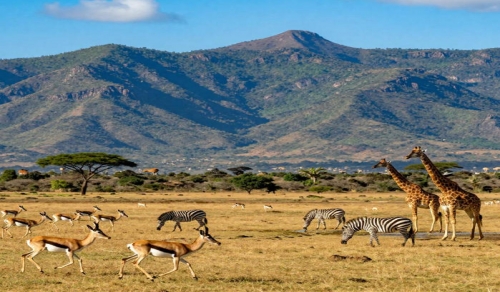 喀麥隆嚴正打擊非法賭博活動:法律框架與社會責任解析 喀麥隆嚴正打擊非法賭博活動:法律框架與社會責任解析